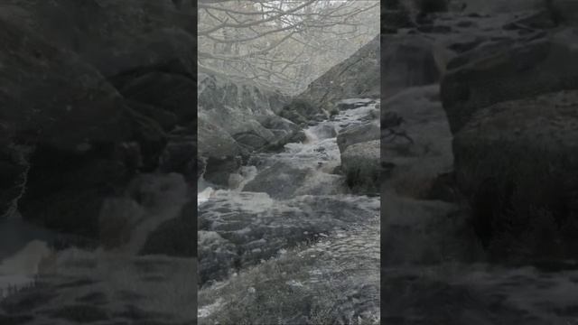 Рожденный в Сибири