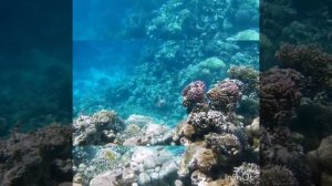 Трогательный ёжик! Park Regency Sharm El Sheikh Resort!