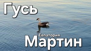 Гусь Мартин в Евпатории