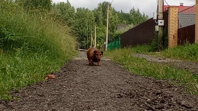 195 2021.07.03_10.23.52 Манька вернулась с прогулки.