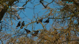 Грачи вернулись, лосиха готовится к появлению малыша, а бобры потянулись к свежим веткам