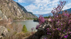 Весна на Алтае. Цветение маральника