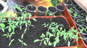 ПОСЕВЫ 2026-56. В каких случаях нужна ранняя пикировка рассады томатов?