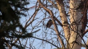 Кадры дня 11 марта 2026 / На Ижоре