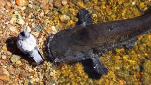 Большие сомы, выходят на охоту.