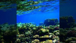 Я рыб не кормлю! Понял? Очаровательный риф Park Regency Sharm El Sheikh Resort!