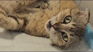 Когда просишь о помощи, а получаешь чудо! | Джина