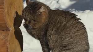 ДНЕВНИК лесного кота Барсика 09-03-2026