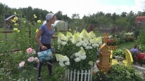 6 соток 31 июля 2021 год. Хроника. Чеснок саженый в ноябре удался..