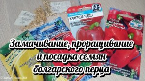Замачивание, проращивание и посадка семян болгарского перца. Полезные советы и удобрения