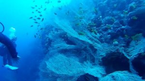 Красное море • Горгонарии • Подводный мир • Дайвинг • Хургада • Police Station