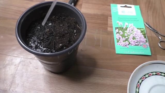 Первые всходы крылотычинника на рассаду