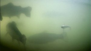 подводный мир в Рыбин Гуде