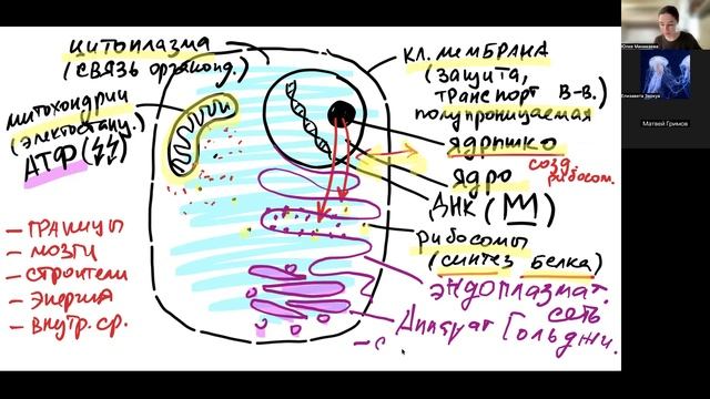 Строение клетки (ср 18-00 часть 1)
