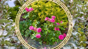 Кустарники для высадки в полутени и тени в условиях Подмосковья.