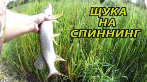Щука как прилов при ловле голавля на спиннинг. Ловля щуки.