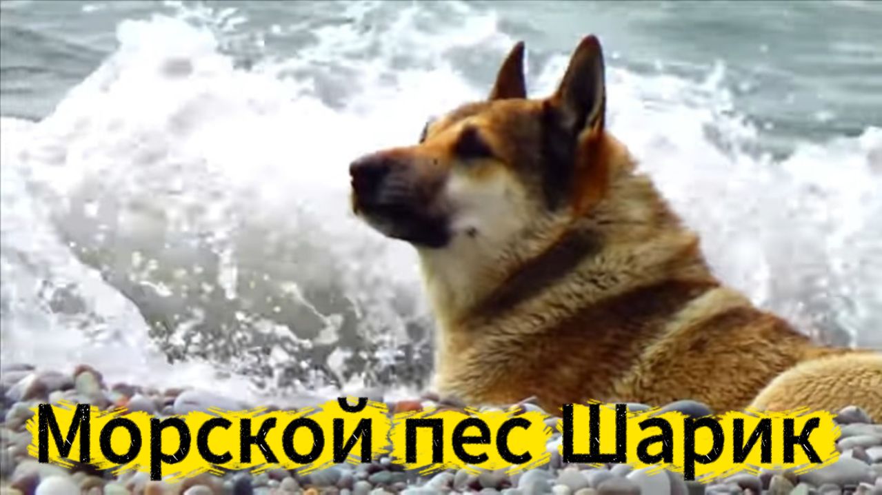 ЛЕГЕНДАРНЫЙ ШАРИК ИЗ ЛАЗАРЕВСКОГО/ МОРСКОЙ ПЕС.