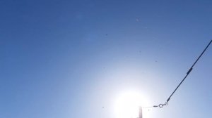 11.03.26 г. Андижанская порода голубей (1)