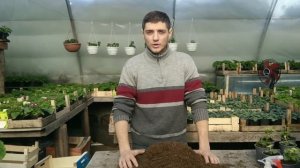 Желтеют листья у герани   пеларгонии