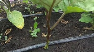 Пасынкование баклажана. ДЛЯ ЧЕГО ЭТО ДЕЛАЕМ