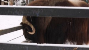 Овцебык наблюдает за самочкой 05.03.2026