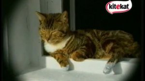 Фрагмент эфира Kitekat tv (07.09.2019)