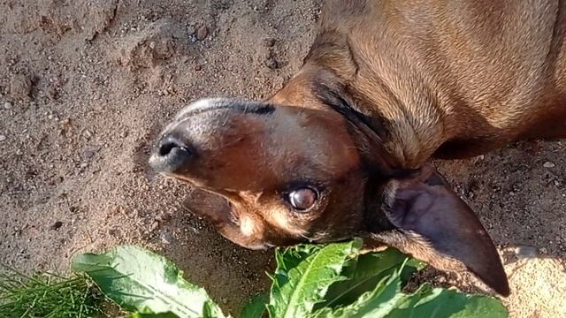 186 2021.06.13_18.13.40 Маня загорает на песочке.