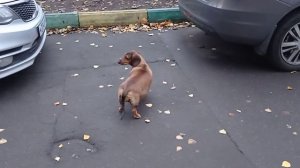 166 2020.11.03_08.03.35 Маня во дворе гуляет.