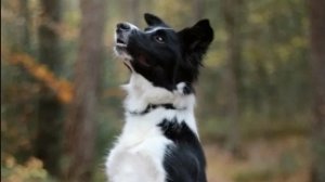 мои любимые Дог блогеры🥰😘