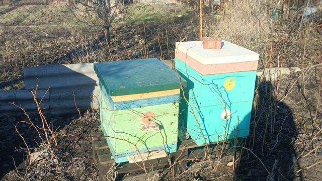 Потери зимовки пчёл 2026