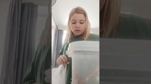 содержание улитки ахатины и гиниральная уборка у моей улитки