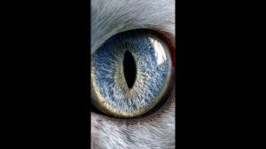 Я Тебя Нарисовал (Cover Remix)