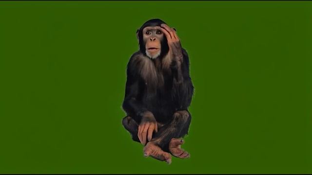 Обезьянка прихорашивается_encoded