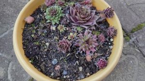 Суккуленты в саду 🌵