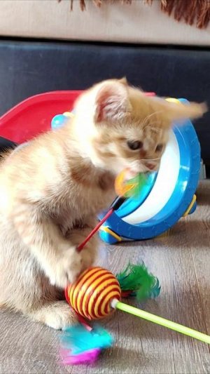 Ну что ж, котенок, игрушка восхитительна!