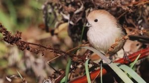 Звук природы. Птицы.. Сутора тросниковая поёт у озера