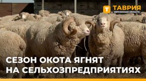 На сельскохозяйственных предприятиях Херсонщины начался сезон окота ягнят