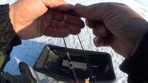 Зеленогорск. Корюшка, окунь. Рыбалка 11.3.26.