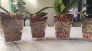 Приглянулись стаканчики пересадила клопов 😄