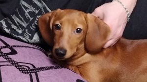 Решаю домашнее задание по русскому страница 57 номер 118 четвёртый класс вторая часть