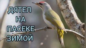 ДЯТЕЛ НА ПАСЕКЕ ЗИМОЙ, ИЛИ КАК ЗИМУЕТ БАКФАСТ У НЕРАДИВОГО ПЧЕЛОВОДА.