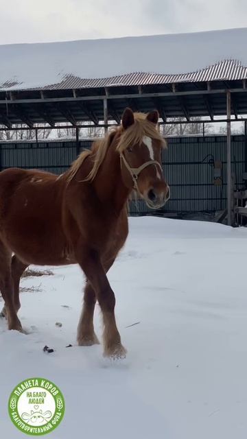 Красавица Калинди идёт прямо к вам, чтобы передать свой весенний привет!