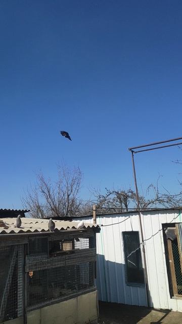 VID_20260311_121011.mp4