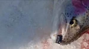 Продолжение ловли на ратлины и stretch в черном цвете.  Рыбалка на спорт зоне. Клёвое место лосиный