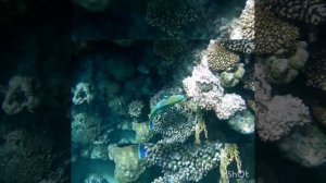 Ослепительно красивые и яркие попугаи и петухи!!! Кто краше? Park Regency Sharm El Sheikh Resort!