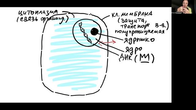 Строение клетки (базовые органоиды)