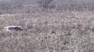 Норман. 11.03.26.