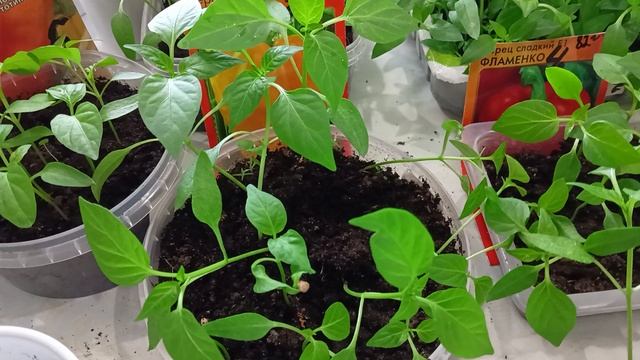 Мои перцы замечательные. Пикирование перцев.