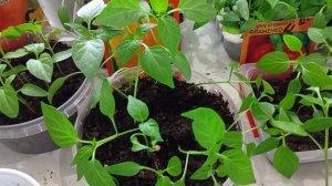Мои перцы замечательные. Пикирование перцев.