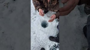 Зимняя рыбалка. Хубсугул. Налим.2026